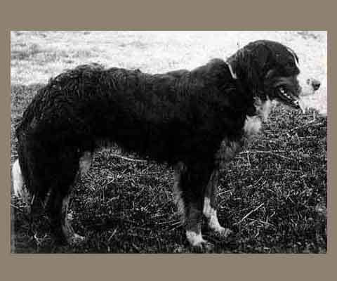 Old photograph of a late 19th century Bernese Mountain Dog. One of the facts about Bernese Mountain Dogs is they almost went extinct in the 1800s.