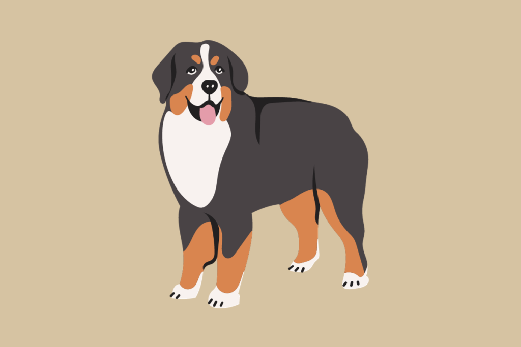 Clip art of a breed standard Bernese Mountain Dog.