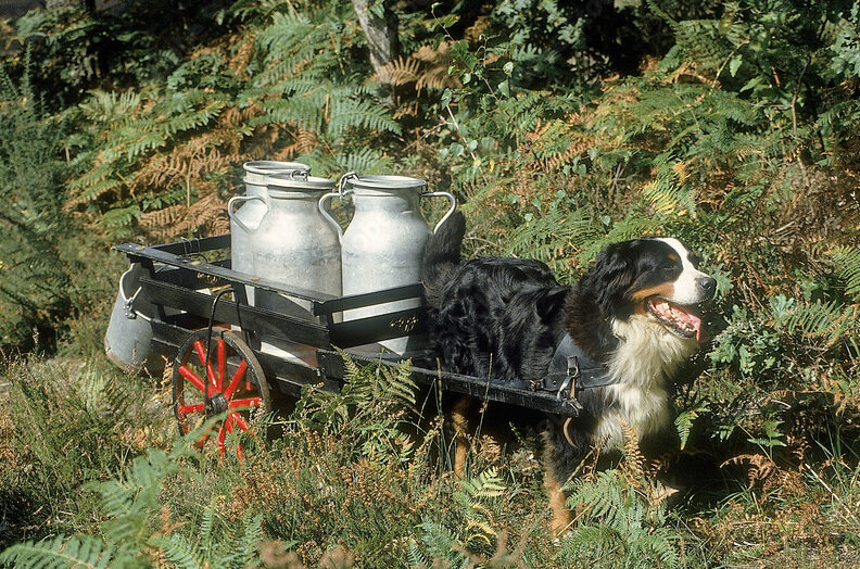 Bernese Mountain Dog pulling a black cart of dairy containers through a dense forest.