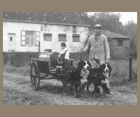 Old photograph of 2 Bernese Mountain Dogs pulling a cart with 2 dairy containers and a small child. One of the facts about Bernese Mountain Dogs is they were bred to pull carts of dairy products to markets.