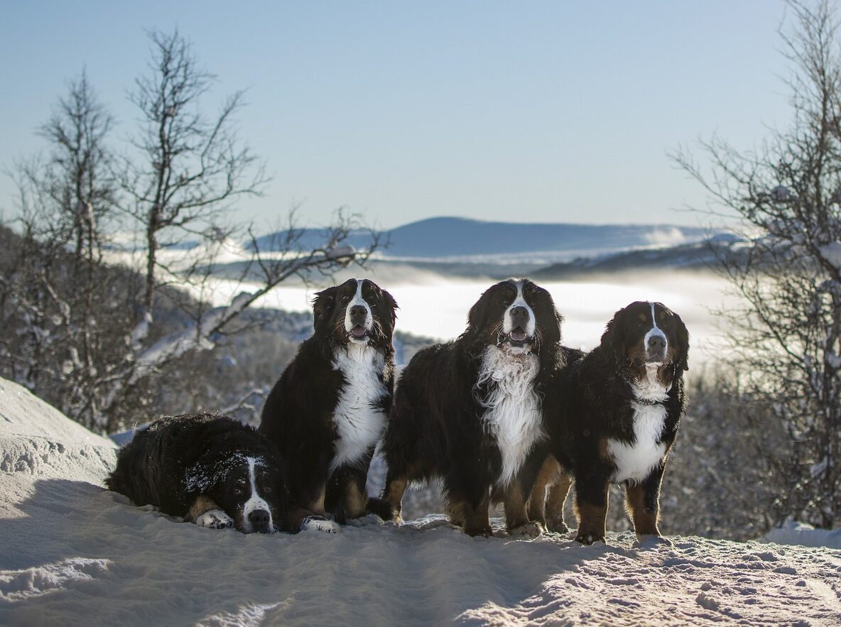 4 Bernese Mountain Dogs standing on a snowy mountaintop.