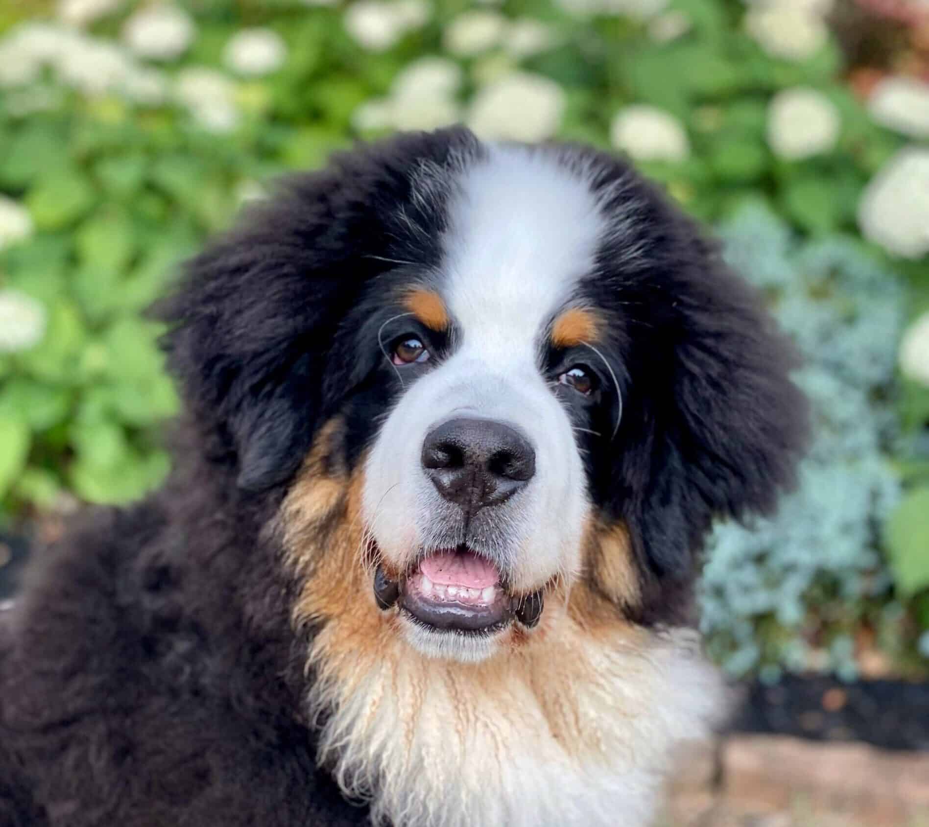 Tricolor bernese best sale mountain dog