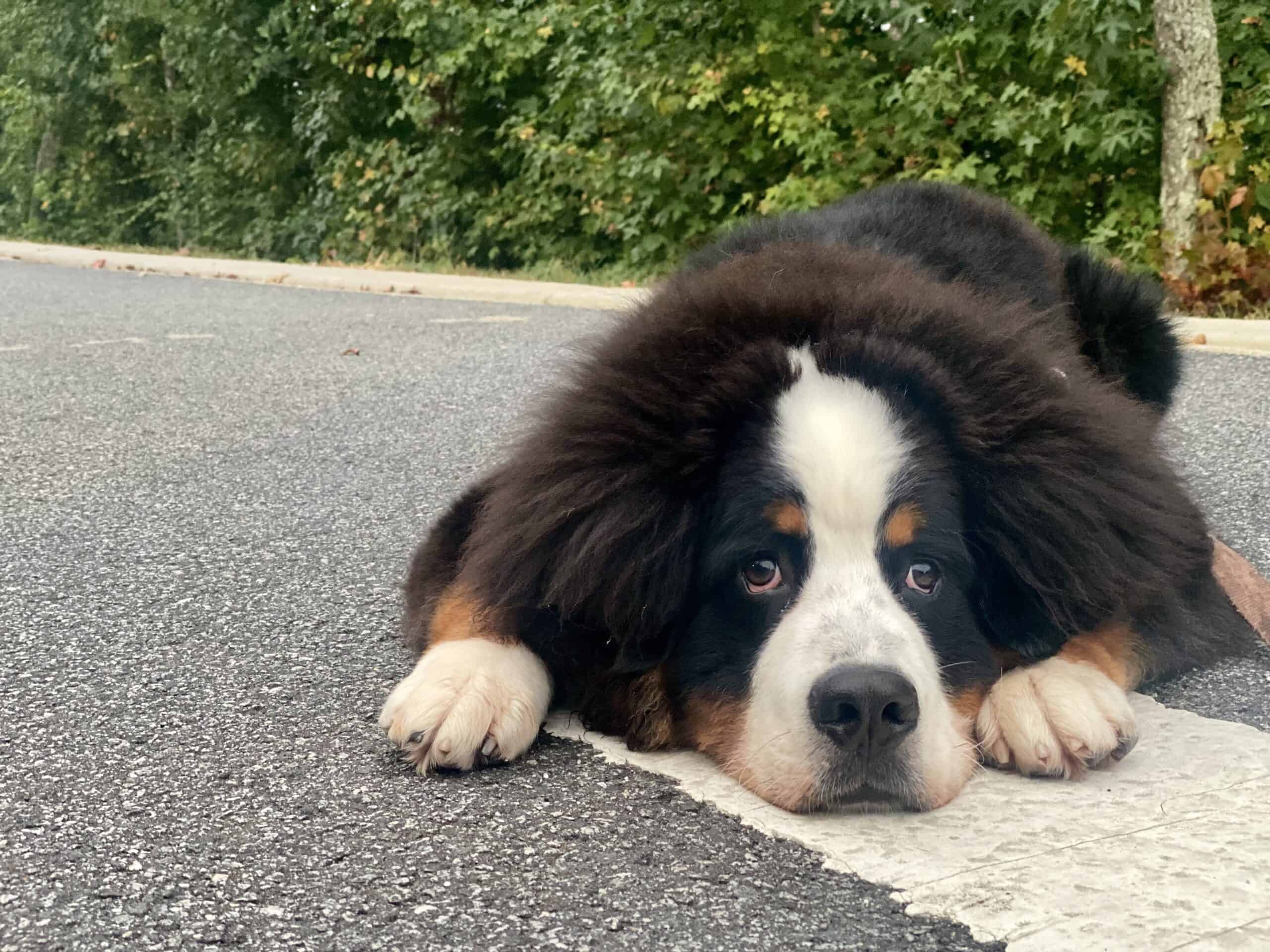 Bernese Mountain Dog puppy lying on a road, staring at the camera with his paws next to his face.