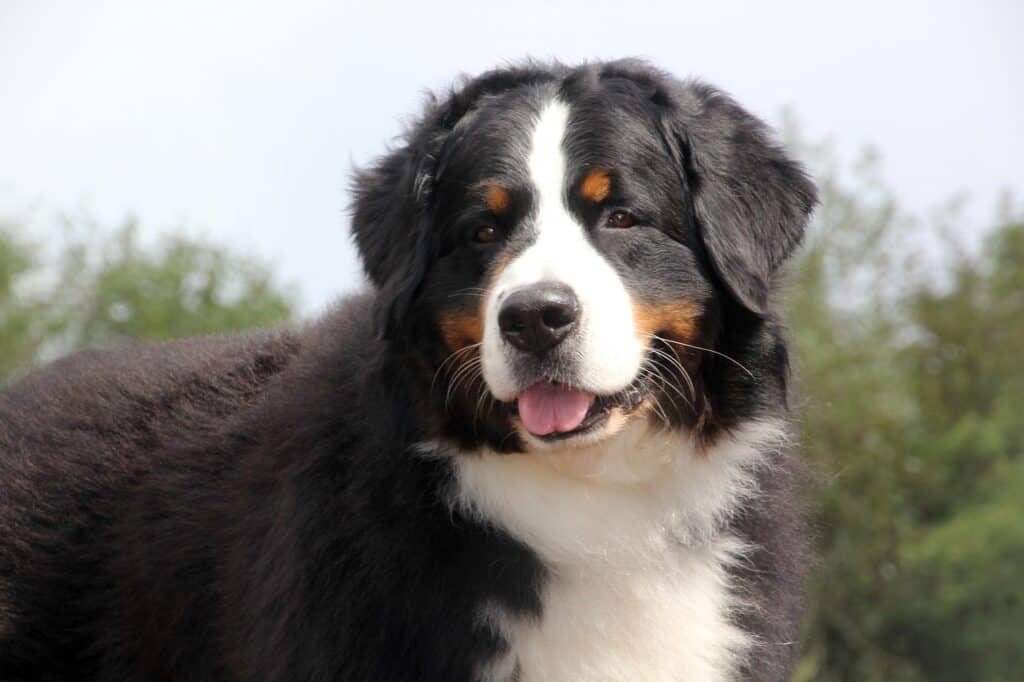 A close up of an adult Bernese Mountain Dog looking off to the side of the camera.