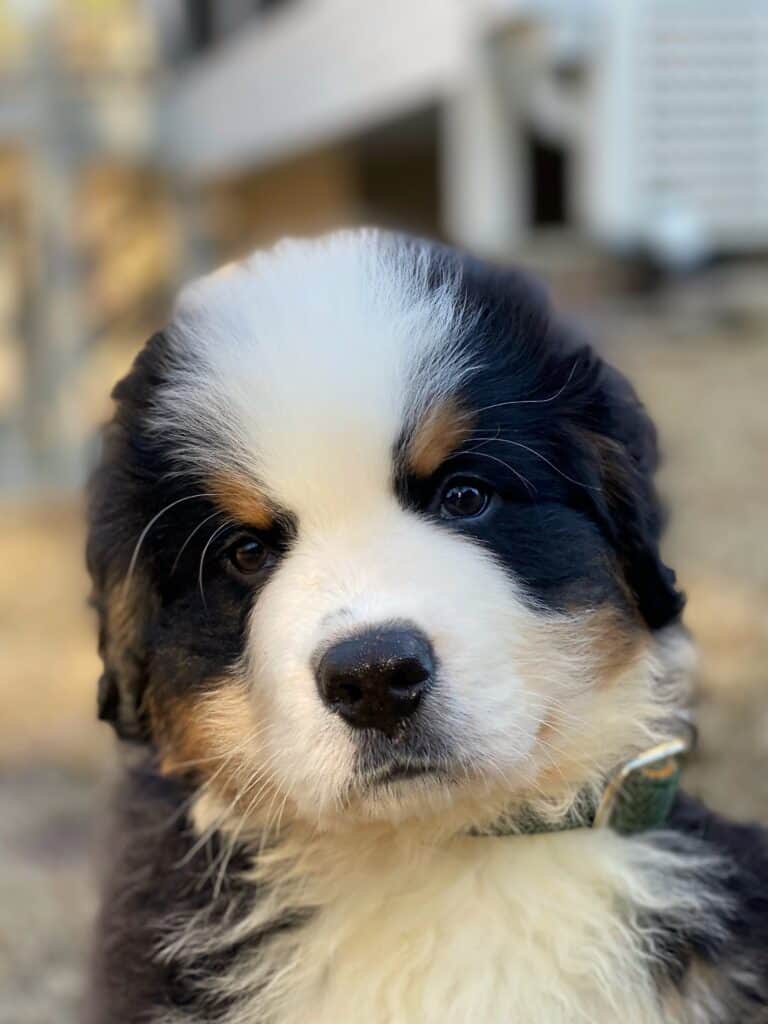 Face of a 10-week-old Bernese Mountain Dog Puppy named Riggie the Berner looking into the camera.