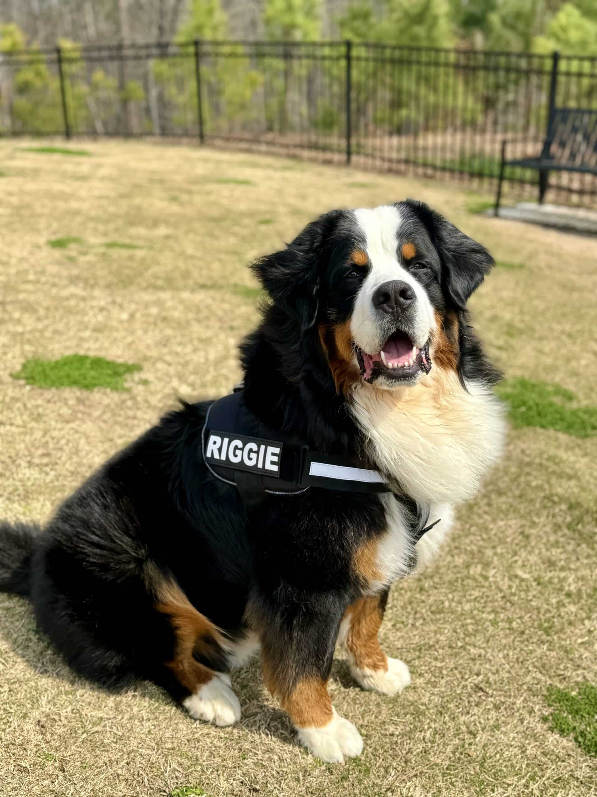 A 1-year-old Bernese Mountain Dog sitting in the grass and looking at the camera while wearing a black harness that says "Riggie". 