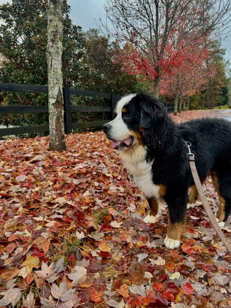 A young Bernese Mountain Dog looking off into the distance and standing amongst a sea of fall leaves. This is representing the section of How Much Do Bernese Mountain Dogs Cost which covers rescue costs.