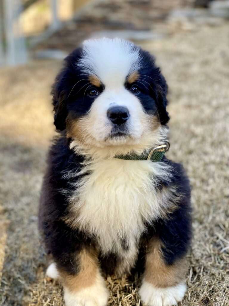 Face of a 10-week-old Bernese Mountain Dog Puppy named Riggie the Berner. 