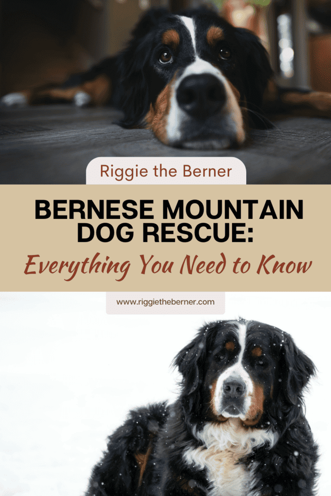 A pinterest image that says "Bernese Mountain Dog Rescue: Everything You Need to Know".