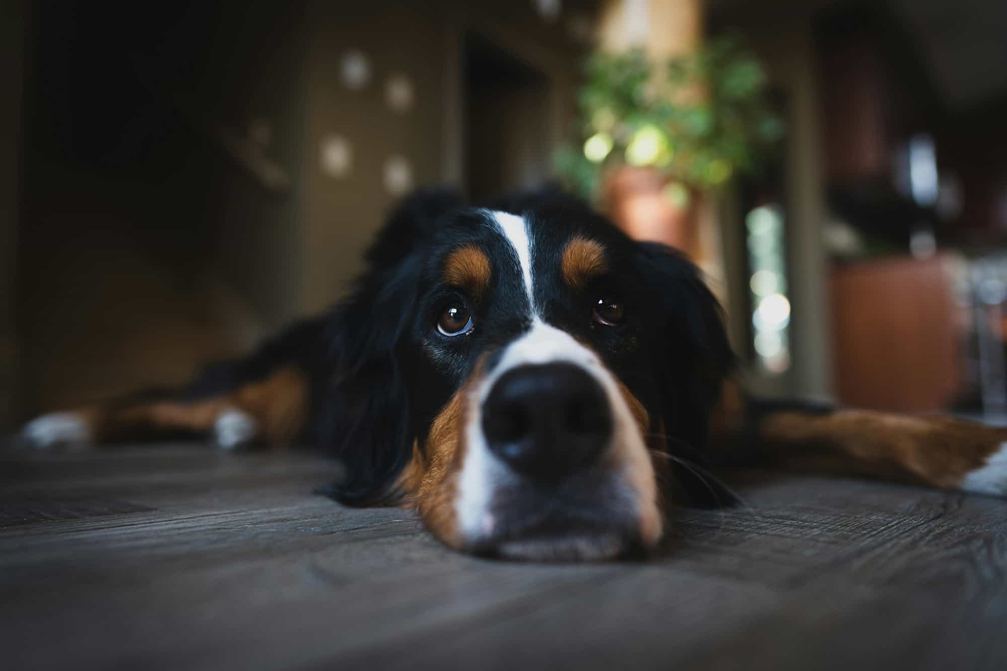 Close up photo representing a Bernese Mountain Dog rescue. The dog his lying on the floor facing the camera and his face takes up most of the photo. There is a blurred, dark background.