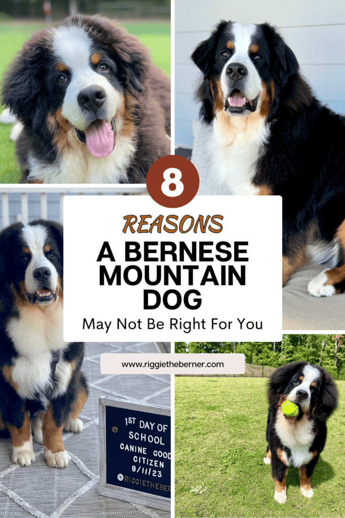 A pinterest image with the title "8 Reasons a Bernese Mountain Dog May Not Be Right For You".