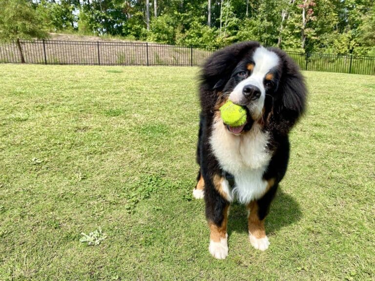 A Bernese Mountain Dog puppy standing in the grass with a tennis ball in his mouth and his head tilted to the side while looking at the camera.