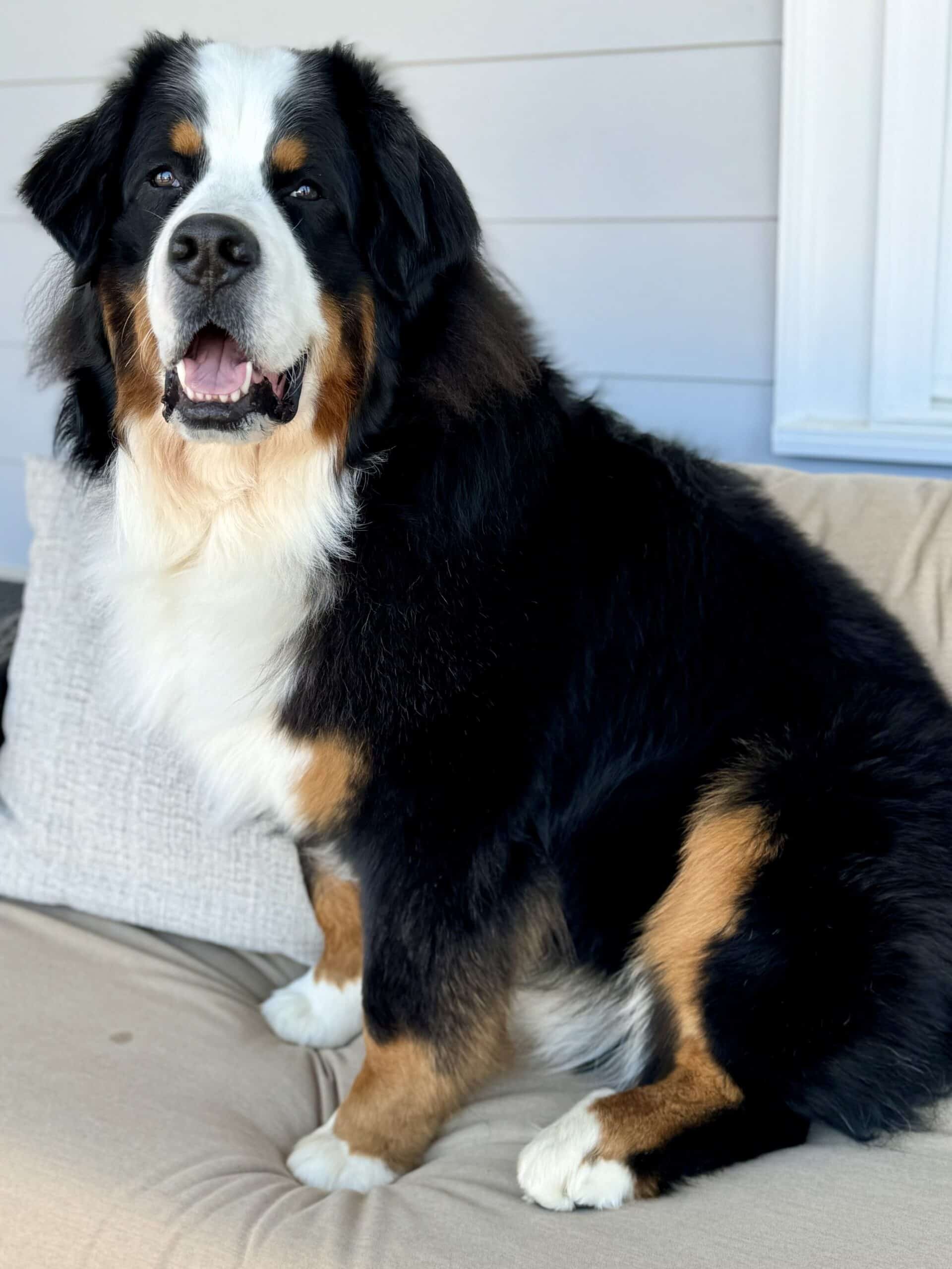 A Bernese Mountain Dog sitting on a couch looking at the camera.