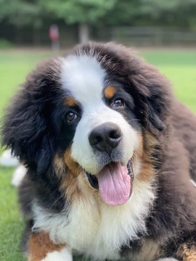 A Bernese Mountain Dog puppy named Riggie the Berner laying in the grass, looking into the camera with his mouth open.