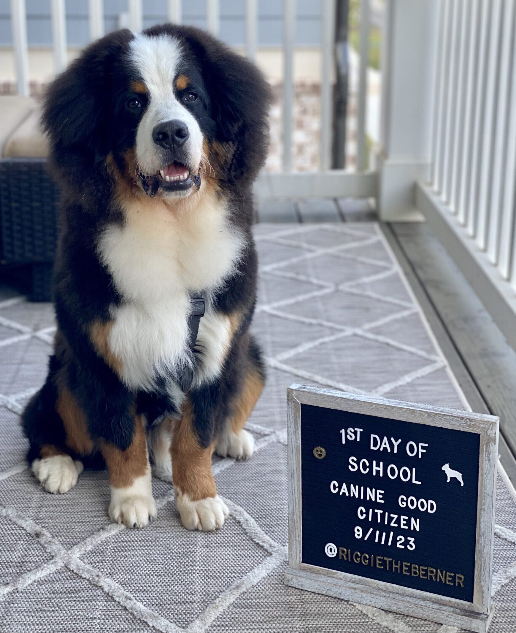 A 9-month-old Bernese Mountain Dog puppy sitting next to a sign that says "1st Day of School, Canine Good Citizen Class 9/11/23 @riggietheberner".