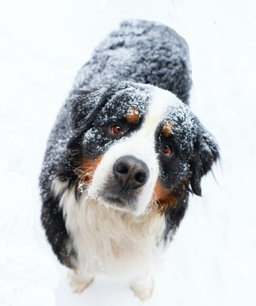 A Bernese Mountain Dog standing in the snow looking at the camera and he has snow all over his head and back.