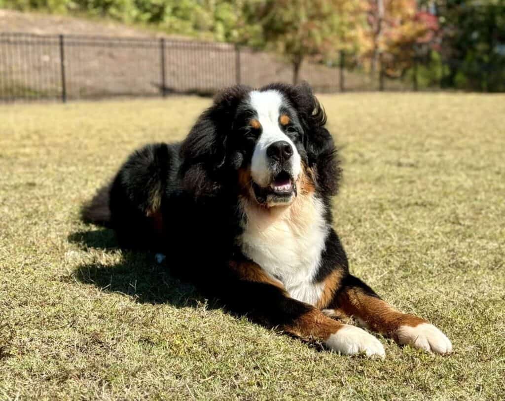 A Bernese Mountain Dog laying in the grass with his arms out in front of him and looking at the camera.