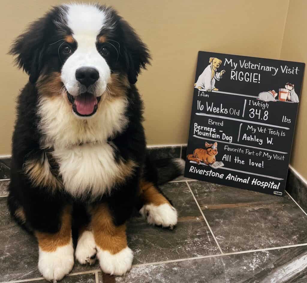 An adorable puppy sitting at the vet with a sign that reads "My Veterinary Visit! Riggie - I am 16 weeks old, I weigh 34.8 pounds, Breed - Bernese Mountain Dog, My Vet Tech is Ashley W., Favorite Part of My Visit - All the Love! Riverstone Animal Hospital".