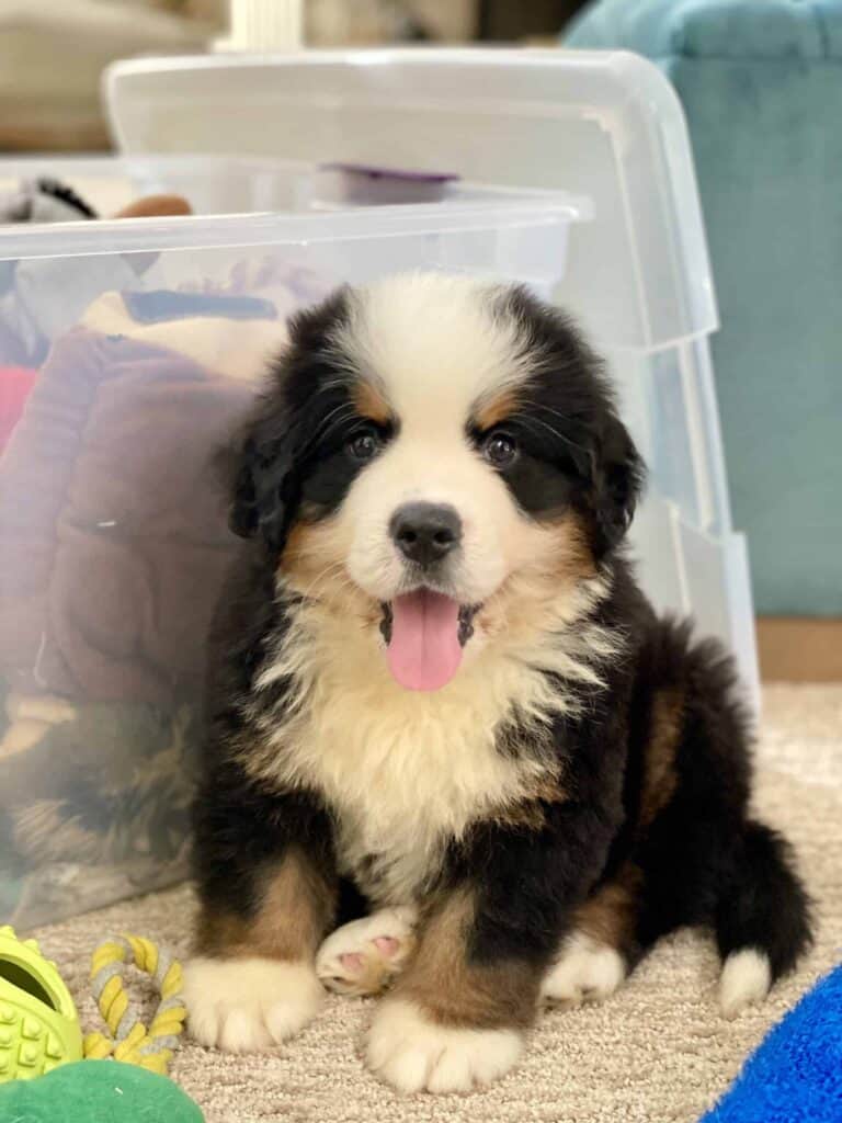 A 9-week-old Bernese Mountain Dog puppy named Riggie sitting in front of a clear container full of dog toys.