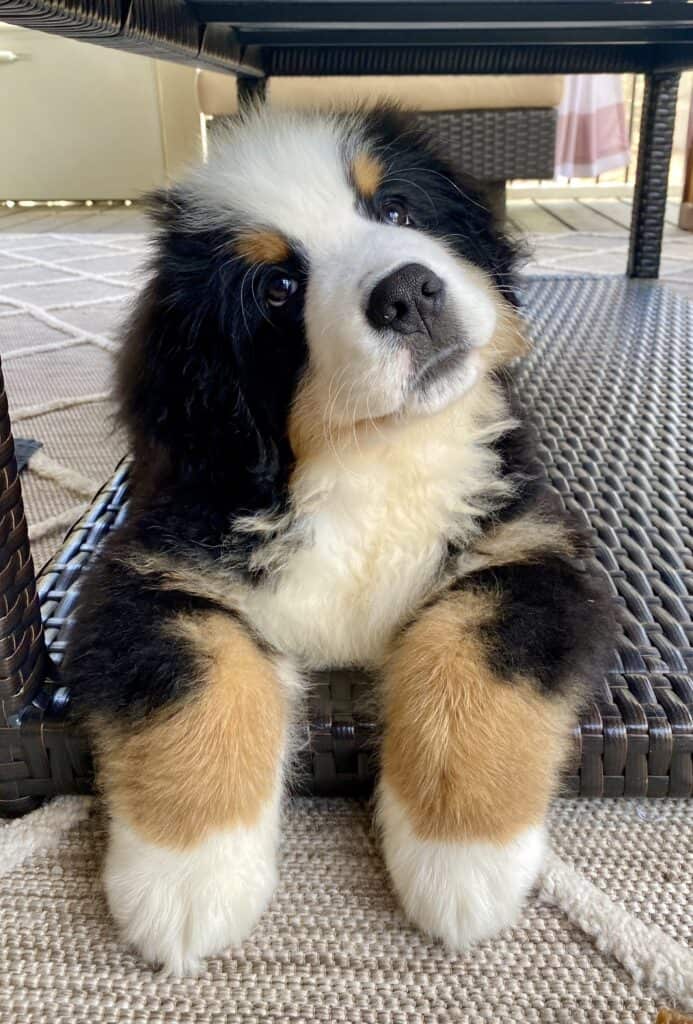 A 3-month-old Bernese Mountain Dog named Riggie the Berner laying down under a patio coffee table with his paws draped over the edge of the table while staring into the camera with his head tilted.