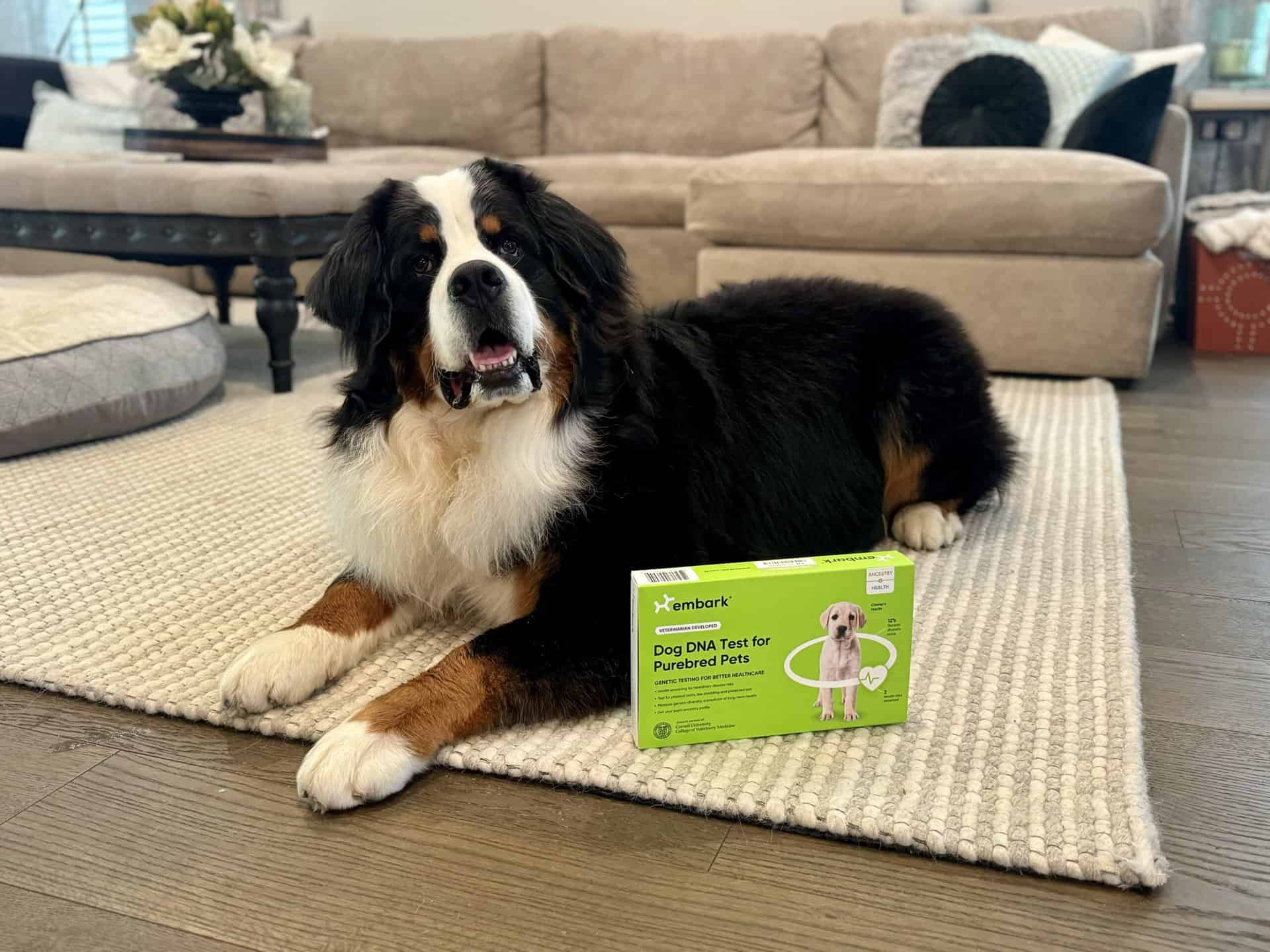 A Bernese Mountain Dog named Riggie laying on a rug with a lime green box in front of him that says "Embark Dog DNA Test for Purebred Pets".