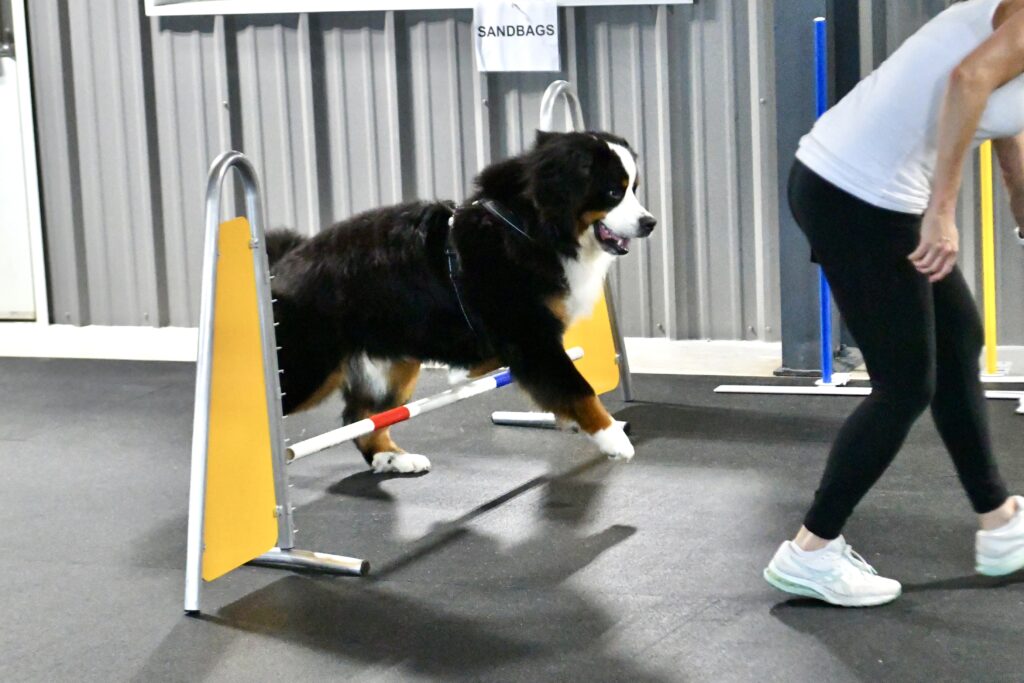 A Bernese Mountain Dog jumping over an agility jump.