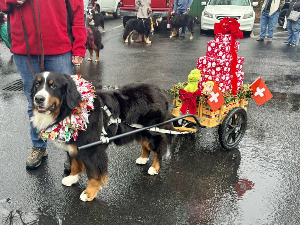 A Bernese Mountain Dog dressed in a Christmas neck wreath and attached to a dog cart with Christmas decor.