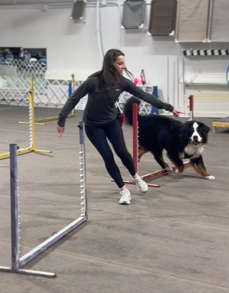 A Bernese Mountain Dog running through agility jumps and a woman guiding him with her hand.