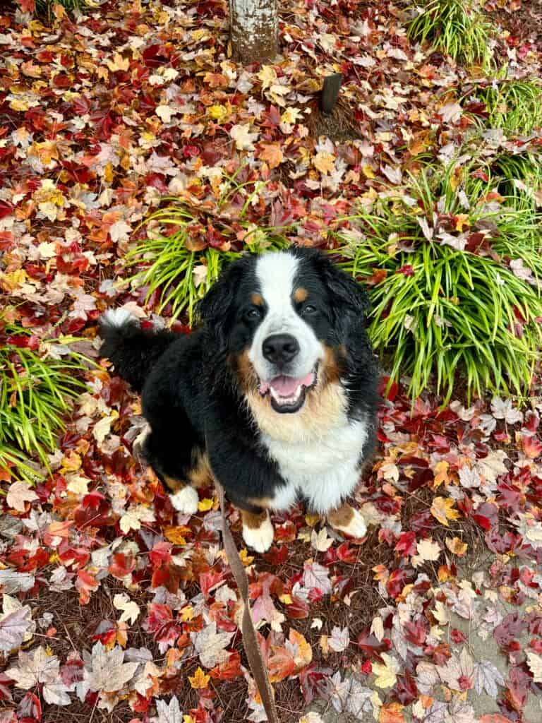 A Bernese Mountain Dog sitting in a giant pile of fall leaves and looking up at the camera.