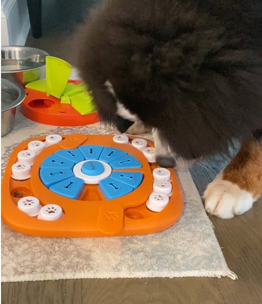 A Bernese Mountain Dog trying to get food out of a food puzzle.