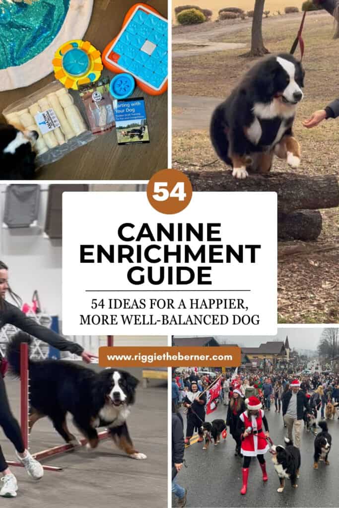 A Pinterest image showing a Bernese Mountain Dog engaged in various Canine Enrichment Activities with the title "Canine Enrichment Guide - 54 Ideas for a Happier, More Well-Balanced Dog".