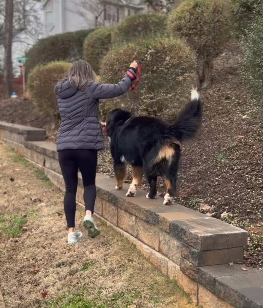 The back of a Bernese Mountain Dog walking along a short ledge with a woman walking beside him and guiding him.