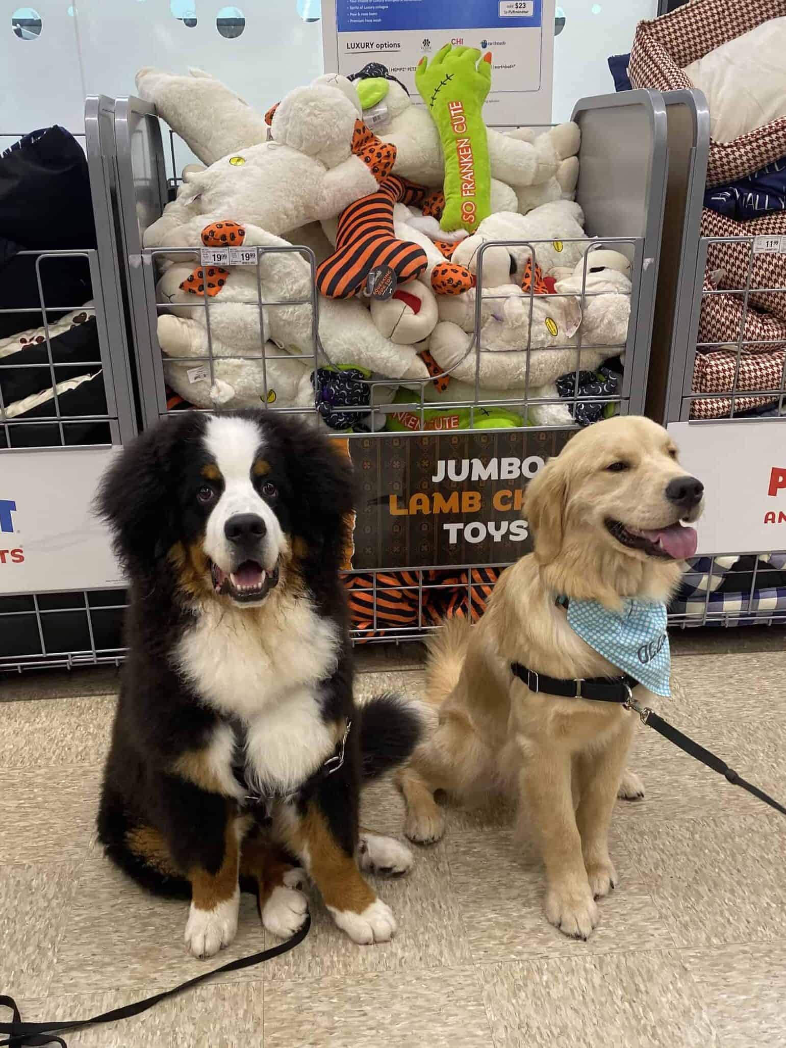 A Bernese Mountain Dog puppy and a Golden Retriever puppy sitting inside a Petsmart store in front of a toy bin.