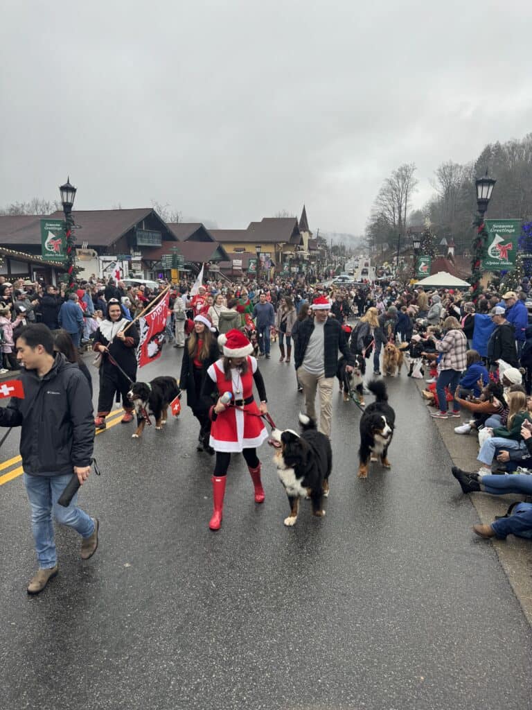 A Christmas parade in Helen, GA, featuring the Chattahoochee Valley Bernese Mountain Dog Club.