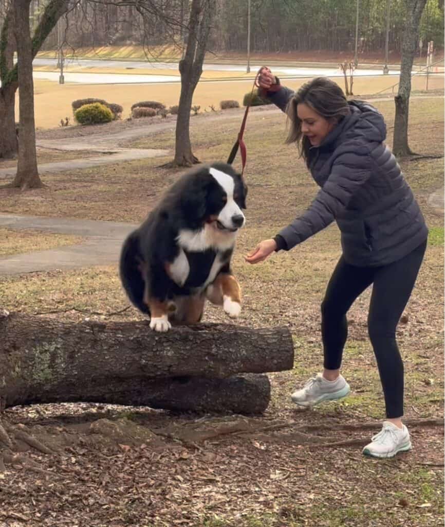 A Bernese Mountain Dog jumping over a downed tree limb while a woman is luring him with a treat in her hand.