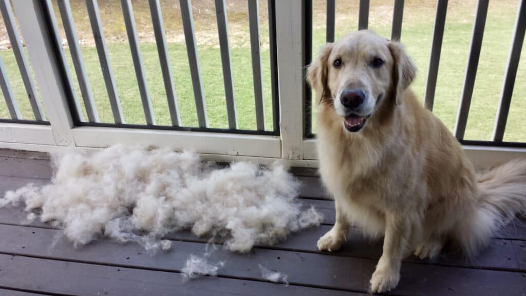 A Golden Retriever named Jameson sitting and looking at the camera next to a large pile of fluffy dog hair.