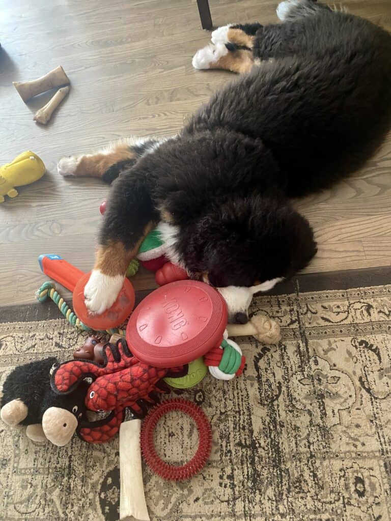 A Bernese Mountain Dog puppy laying next to a big pile of dog toys with his paw on them.