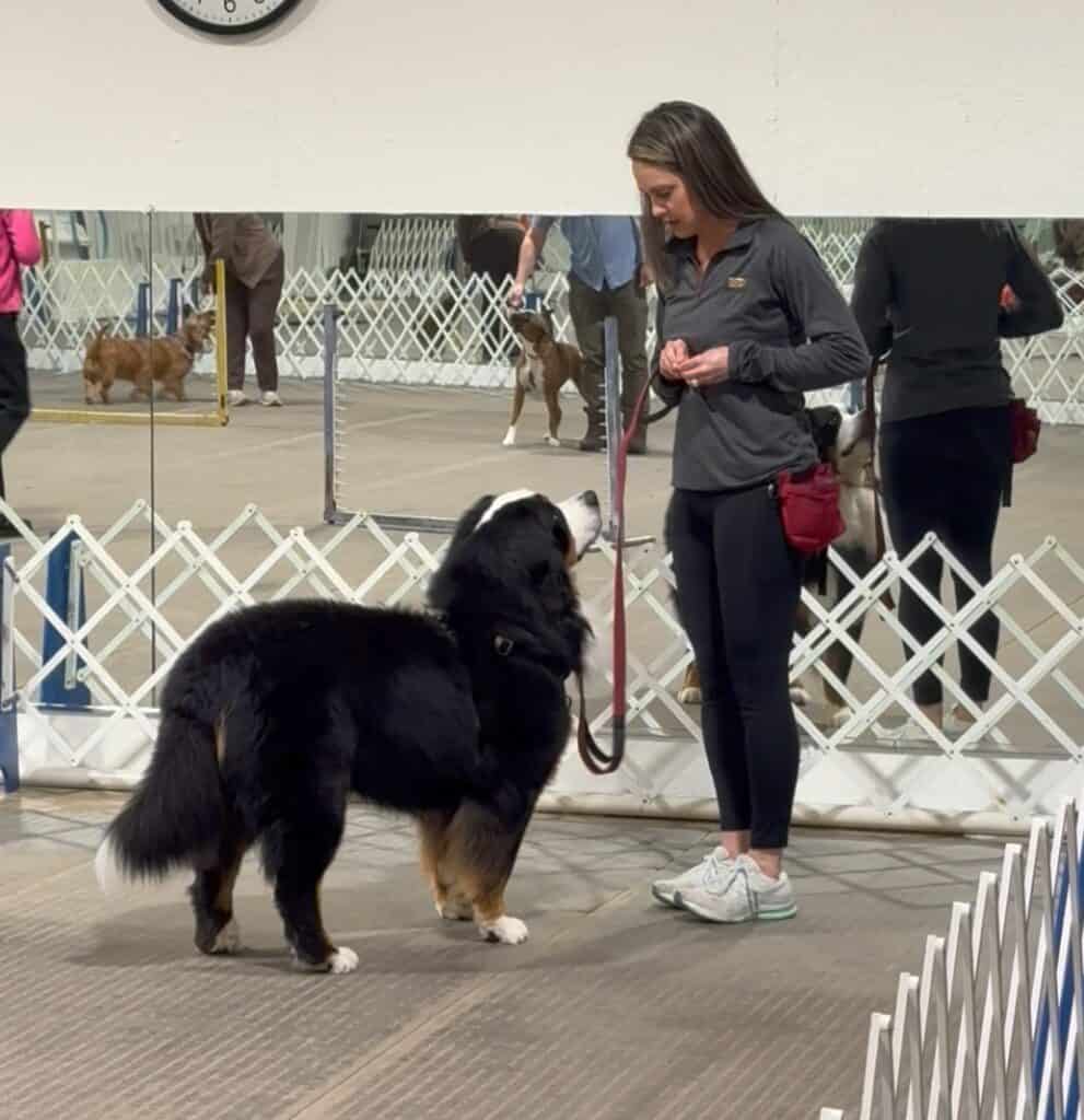 A Bernese Mountain Dog standing and looking at a woman who is looking back at him during dog training class.