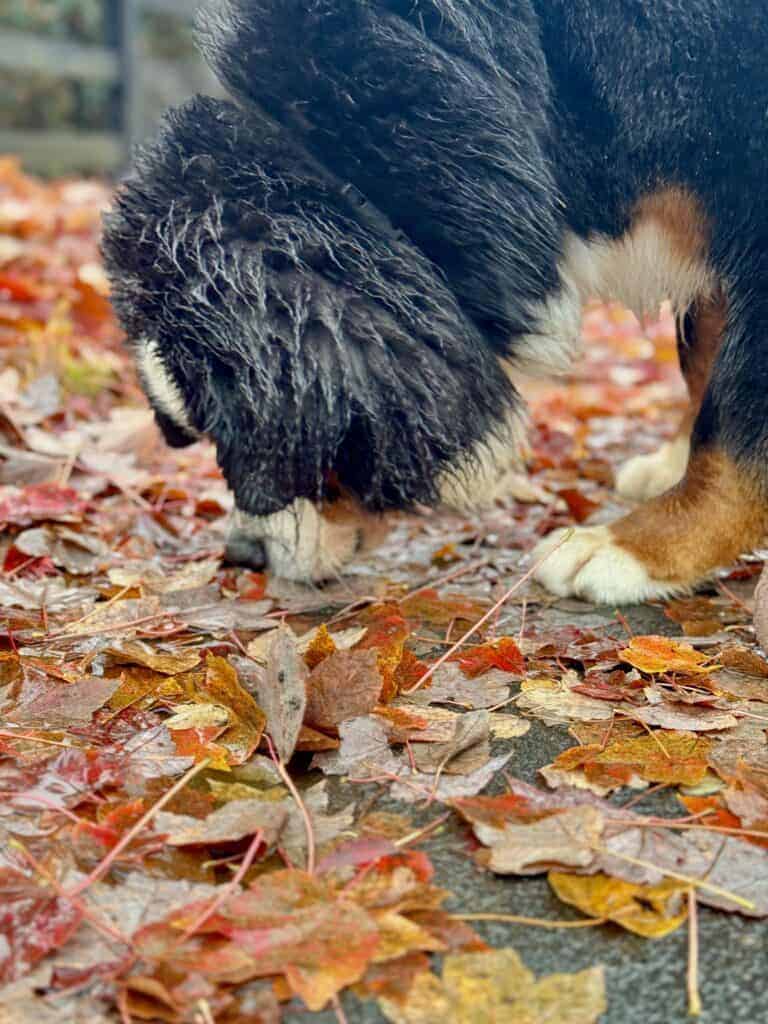 A wet Bernese Mountain Dog is sniffing the ground which is covered in fall leaves.