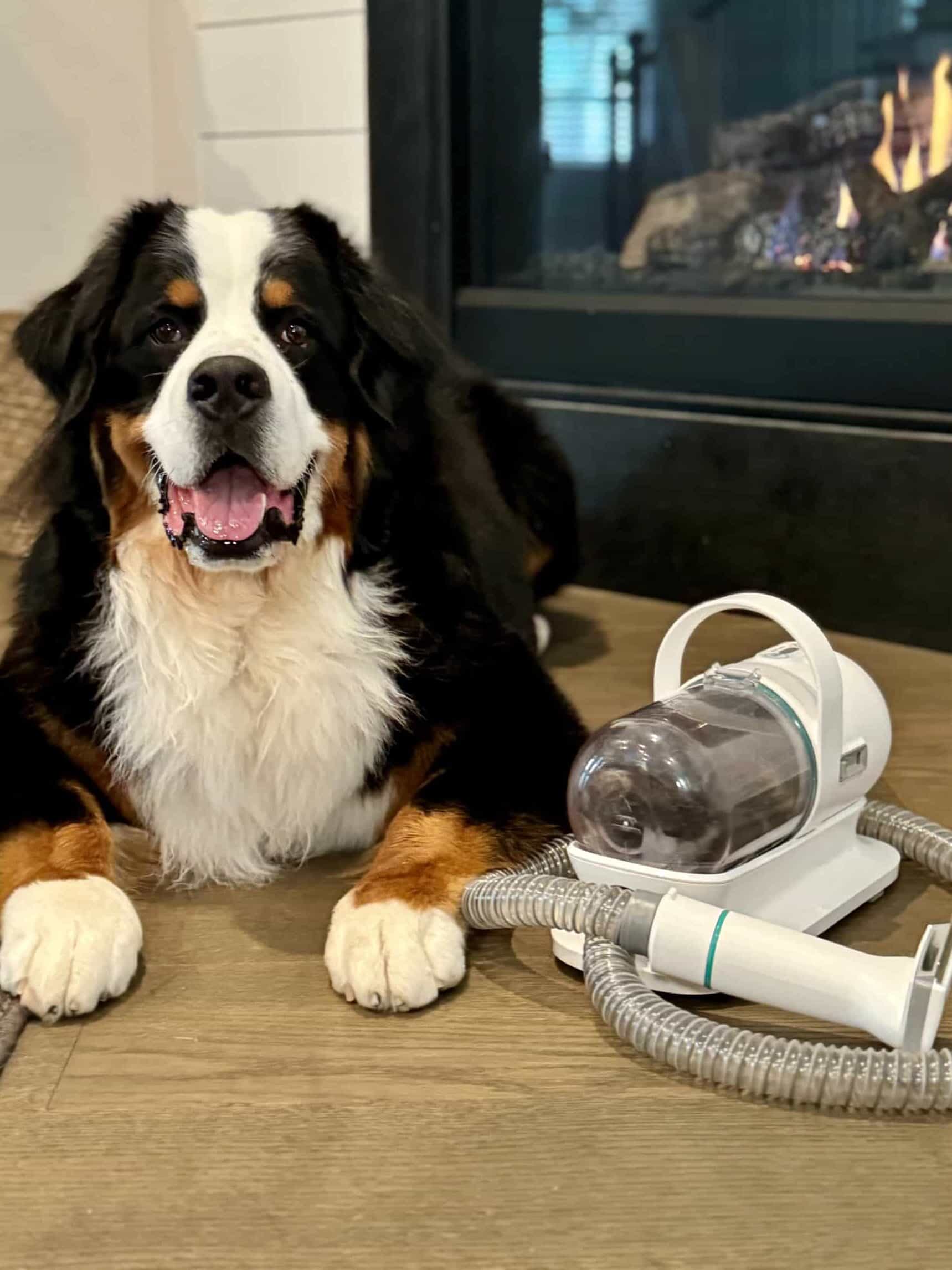 A Bernese Mountain Dog named Riggie the Berner sitting next to a Neakasa Pet Grooming Vacuum System.