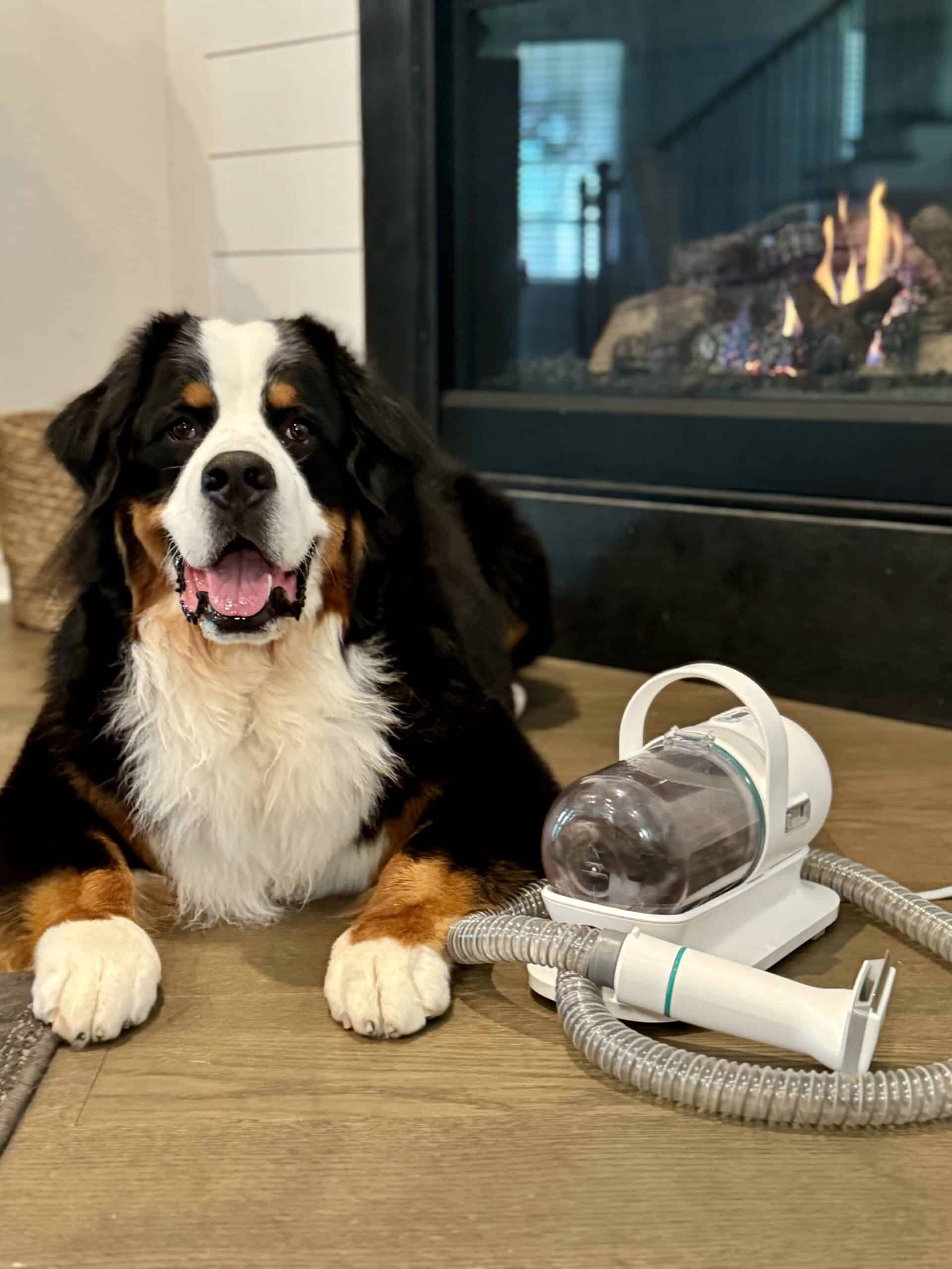 A Bernese Mountain Dog named Riggie the Berner sitting next to a Neakasa Pet Grooming Vacuum System.