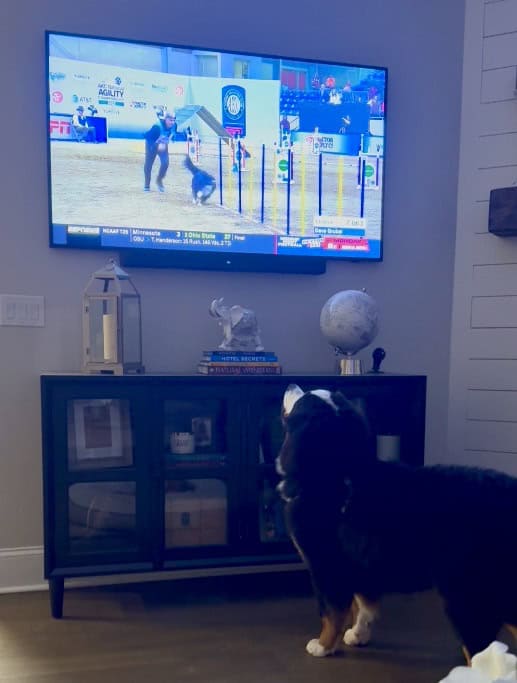 A Bernese Mountain Dog watching dog agility on a TV.