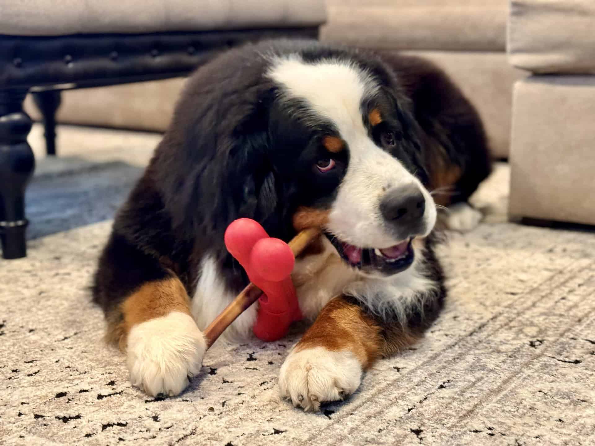 A Bernese Mountain Dog named Riggie is chewing on a bully stick that is being held by a red holder in the shape of a bone.