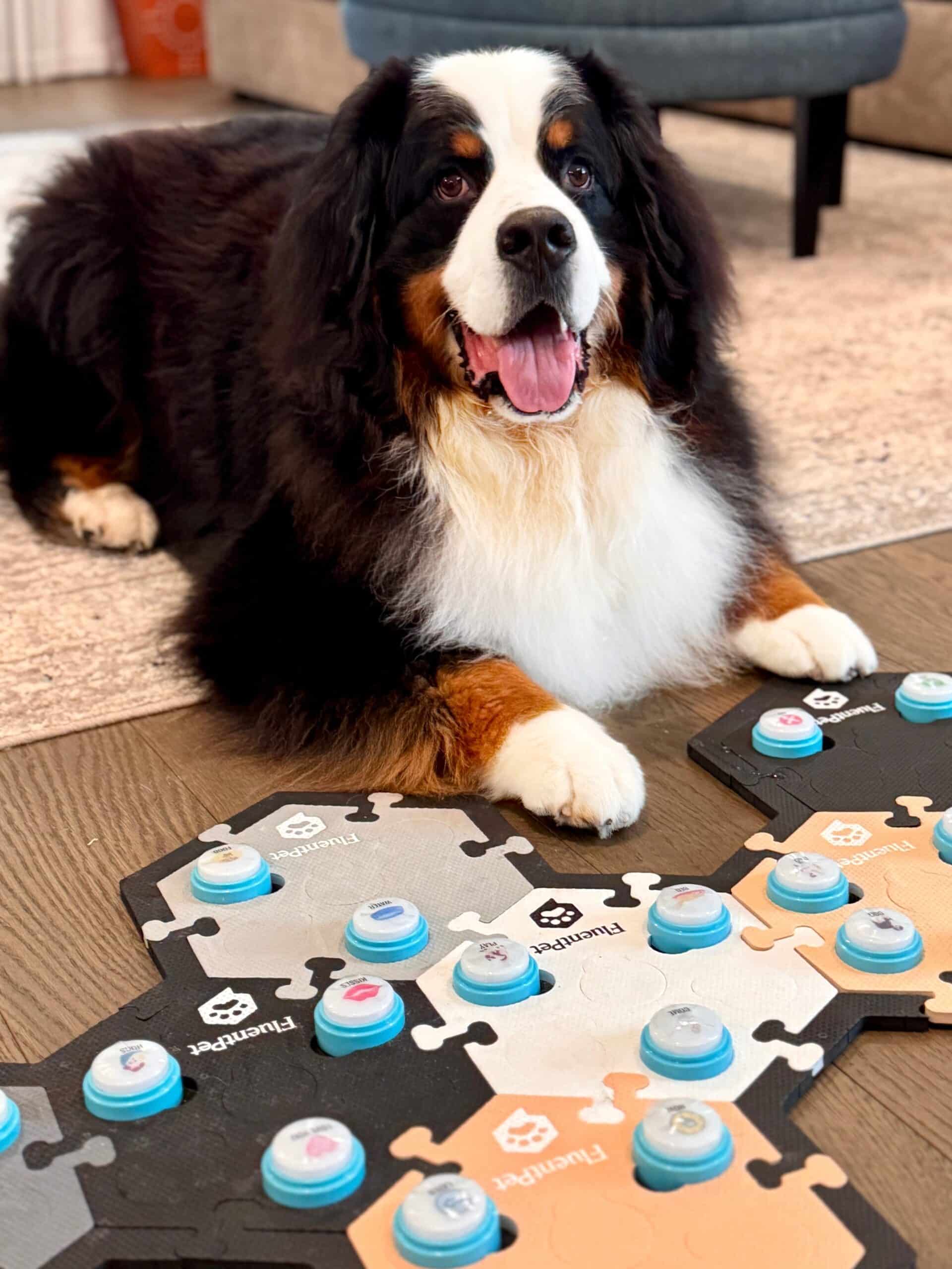 A Bernese Mountain Dog laying on a wood floor in front a FluentPet soundboard with "talking" dog buttons.