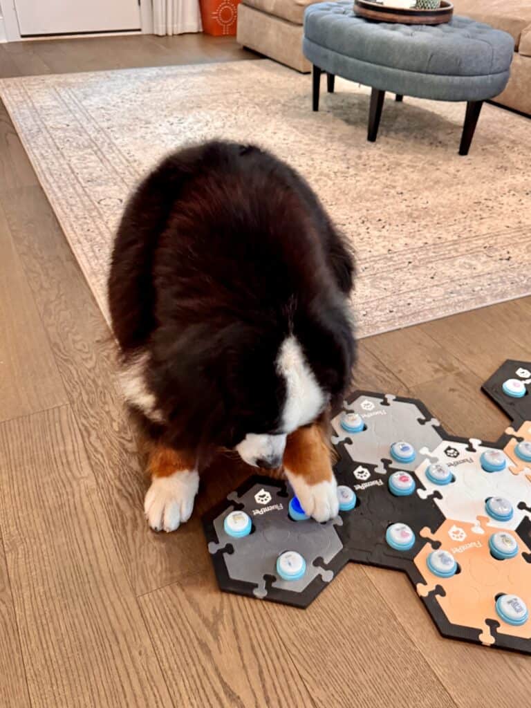 A Bernese Mountain Dog standing over a FluentPet soundboard and pressing a button with his paw.