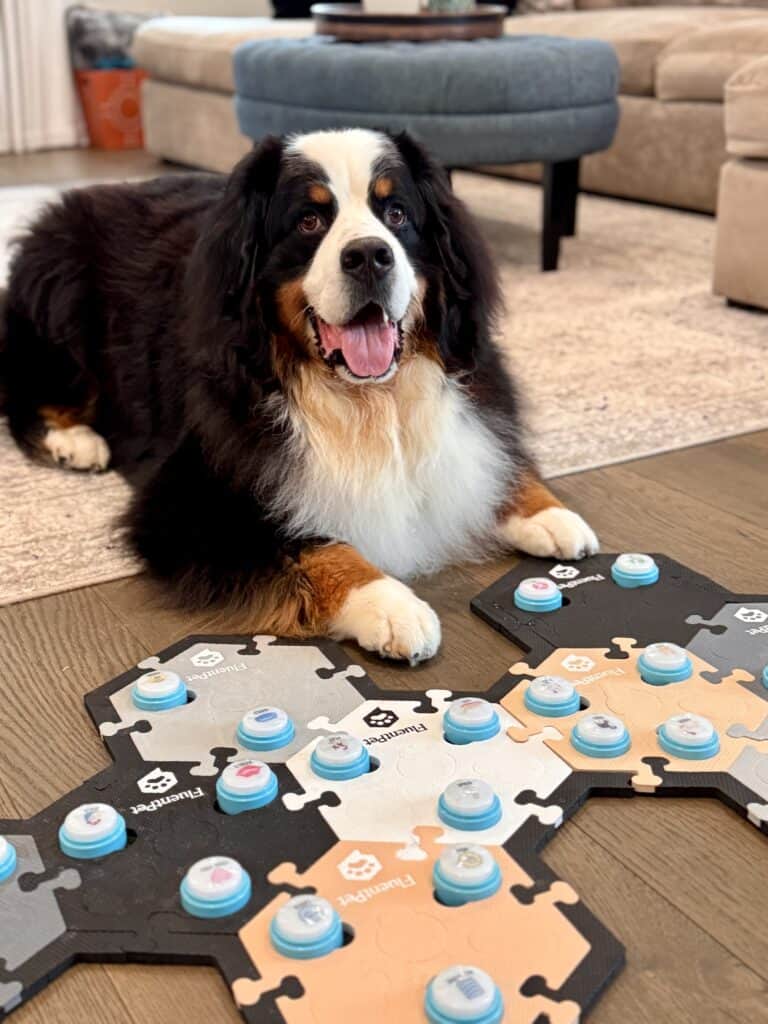 A Bernese Mountain Dog laying on a wood floor in front a FluentPet soundboard with "talking" dog buttons.