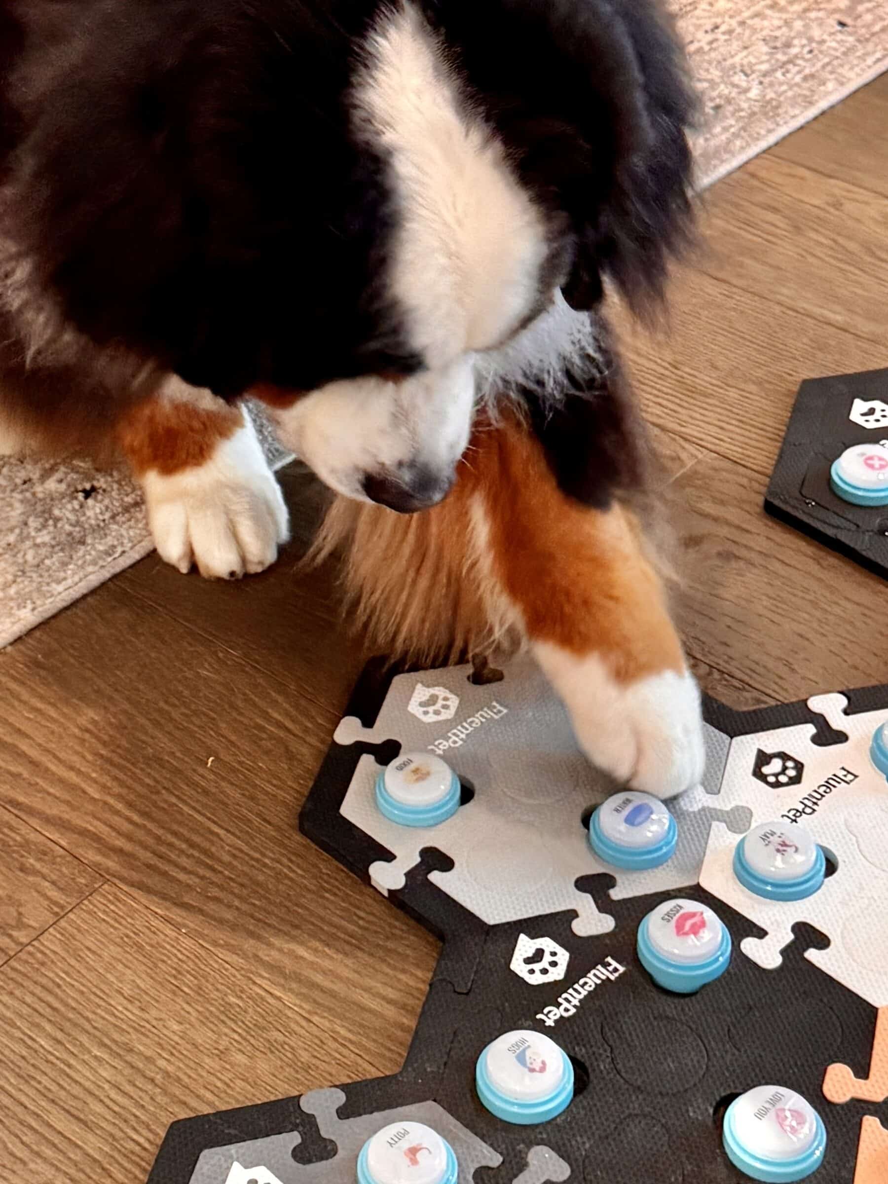 A Bernese Mountain Dog looking at and touching a FluentPet talking dog button on a soundboard.