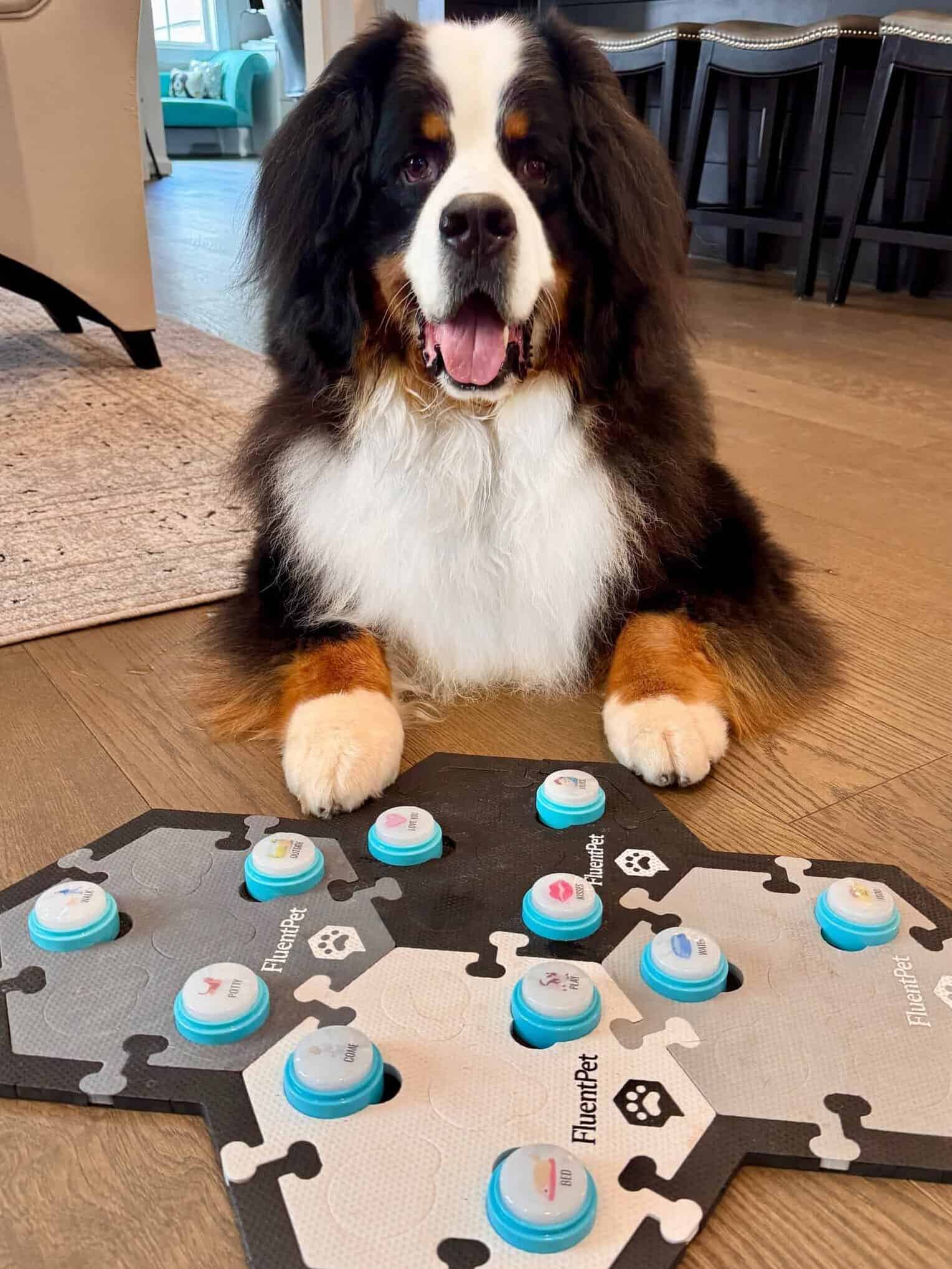 A Bernese Mountain Dog looking at the camera with his mouth open and lying on a wooden floor in front of 4 FluentPet hextiles with 11 sound buttons.