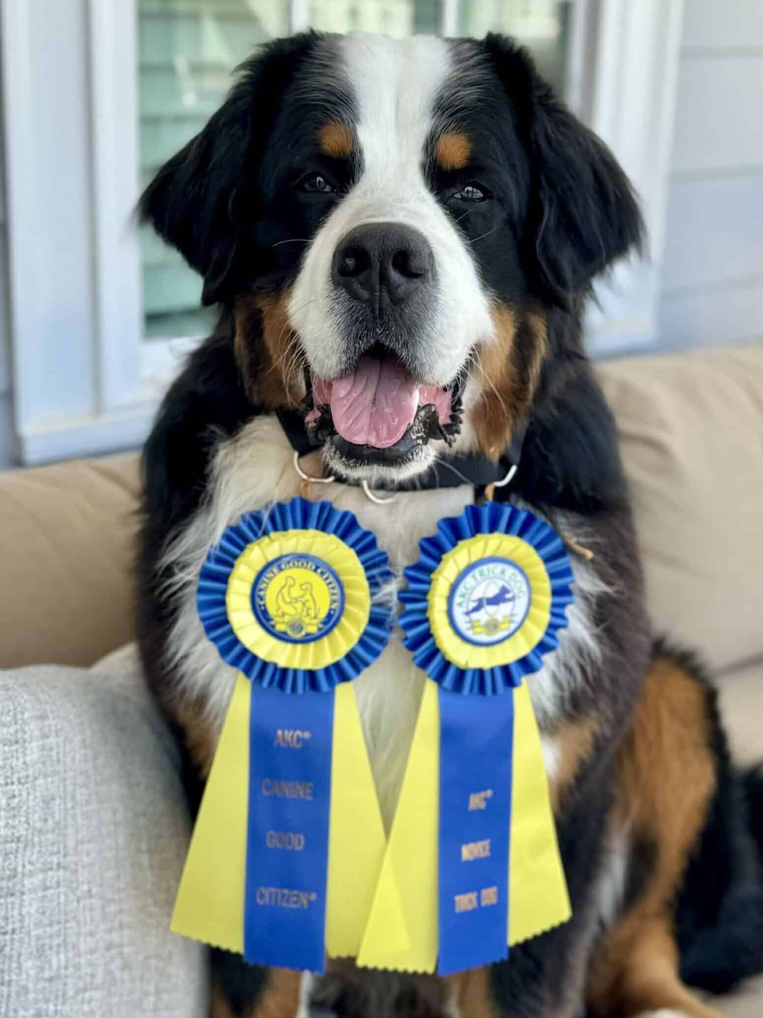 A Bernese Mountain Dog sitting on a couch, looking at the camera with 2 blue and white AKC ribbons hanging from his collar.