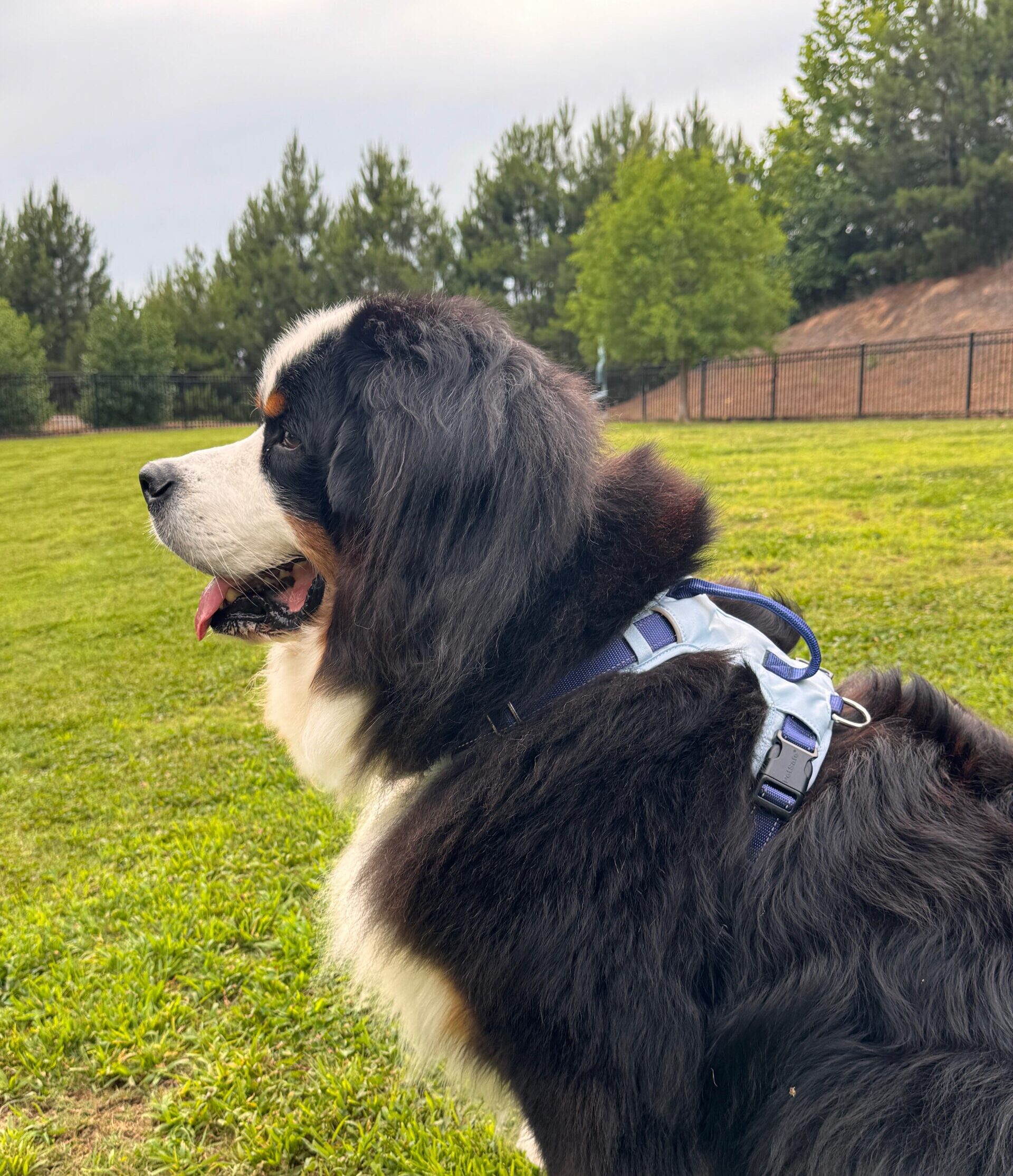 A side view of a Bernese Mountain Dog sitting in the grass and wearing a light blue PetSafe Easy Walk Comfort Harness while looking off in the distance.